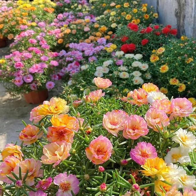 10000 Mixed Moss Rose Seeds - HOA Mười Giờ - AKA. Portulaca Grandiflora Mix, Moss-Rose Purslane, Eleven O'clock, Heat & Drought Tolerant 2 Grams