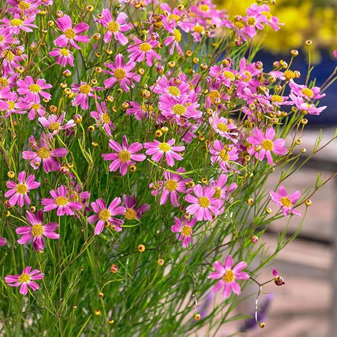Outsidepride American Dream Pink Coreopsis Seeds - 500 Pcs Perennial & Hardy Flower Seeds for Planting w/Fine Foliage, Ideal for Borders, Pollinator-Friendly Gardens, & Low-Maintenance Landscaping