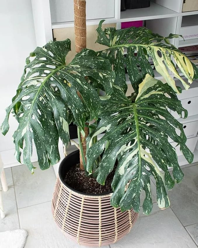 GARDENERA Thai Constellation Monstera Soil Mix - Specially Formulated for Strong Root Development - 2 Quart