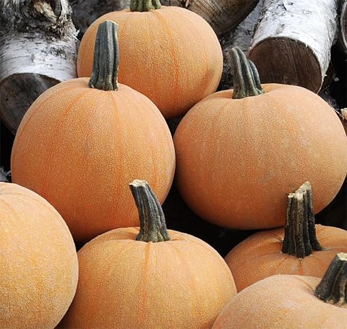 Winter Luxury Pumpkin Seeds - Heirloom - Heirloom Silky Texture for a Perfect Pie. This Marvelous, Small Pumpkin has a Unique, Netted Skin. Typical Weight is 6–9 lbs