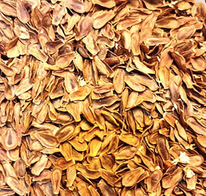 Tropical Milkweed - Asclepias Currassavica Seeds - Food and Host Plant for Monarch Butterflies. Will Grow all over the United States as an Annual and Perennial from Zones 8b and higher.