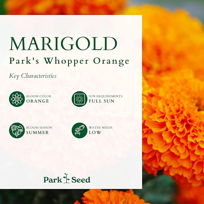 Park Seed Whopper Orange Marigold Flower Seeds – Giant 4-Inch Double Blooms, Bright Orange Color, Botrytis-Tolerant, Compact and Sturdy Plants for Beds, Borders, or Containers – Pack of 25