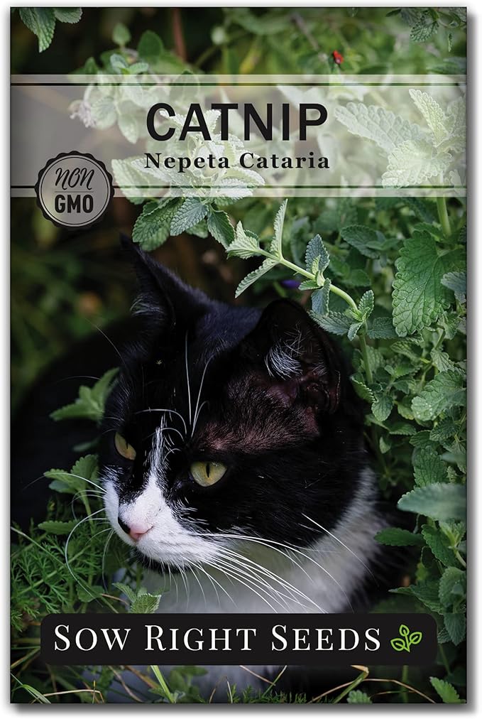 Sow Right Seeds - Catnip Seed for Planting - Popular Herb for Happy Cats - Non-GMO Heirloom Packet with Instructions to Plant and Grow - A Gift for The Cat Lover - Perennial Herb Indoors (1)