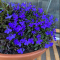 100Pcs Blue Lobelia Seeds for Planting & Growing Outdoor Grow Blue Flowers in Pots Basket Gardens Multicolor Flowers Seeds
