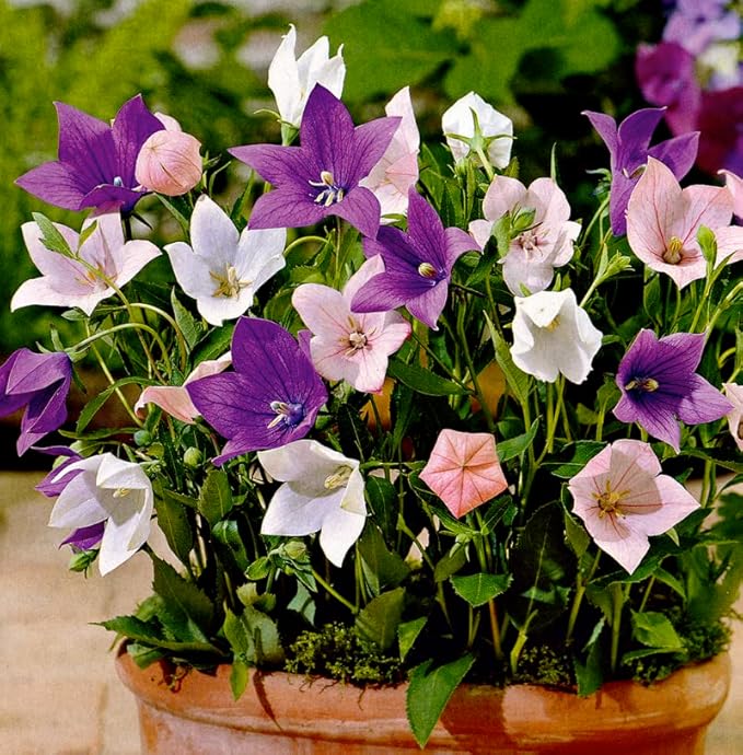 Balloonflower Mix Seeds – Perennial Flower (Platycodon grandiflorus) | Unique Balloon-Shaped Buds, Colorful Blooms in Blue, Pink & White