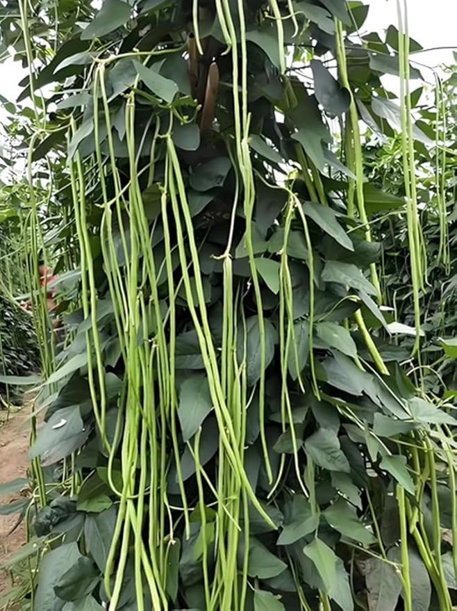 30PCS Yard Long Bean Seeds Heat Tolerant Non-GMO Heirloom Seeds
