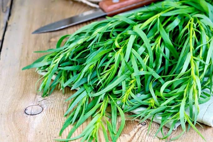 Seeds4planting - Seeds French Tarragon Herb for Planting