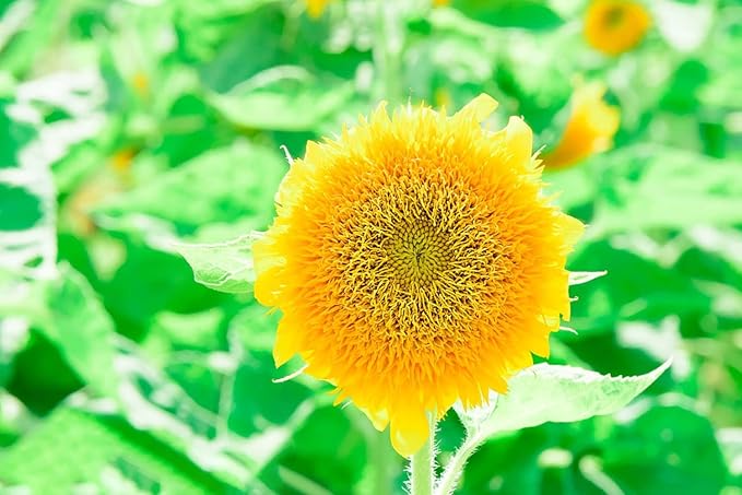 500+ Mixed Sunflower Seeds for Planting (17+ Varieties, Crazy Mixture), Indoor & Outdoor, Bulk Pack, Heirloom, Non-GMO, Attracts Butterflies & Bees