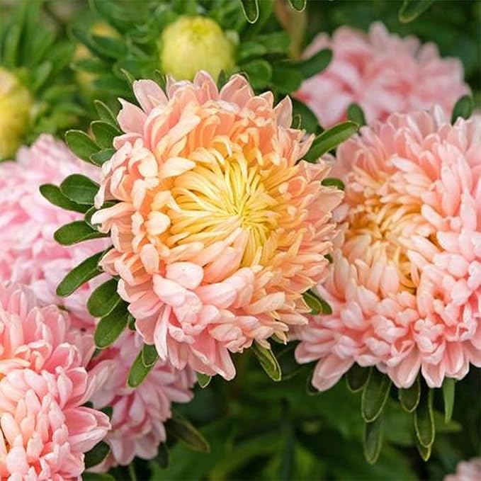 Mixrug Chrysanthemum Flowers Seeds for Planting, 1000pcs Rare Perennial Tanacetum Chrysanthemum Morifolium Flower Seeds, Heirloom Non-GMO Home Garden Wildflower in Outdoors Indoors