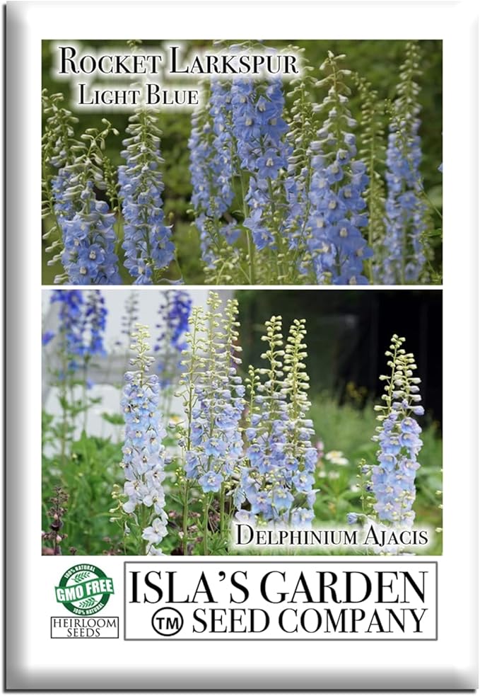 Larkspur Rocket Light Blue Flower Seeds (Delphinium ajacis) – 250+ Heirloom Non-GMO Seeds by Isla’s Garden Seeds, Tall Spikes for Cut Flowers, Cottage Garden Favorite, Cool-Season Annual Blooms