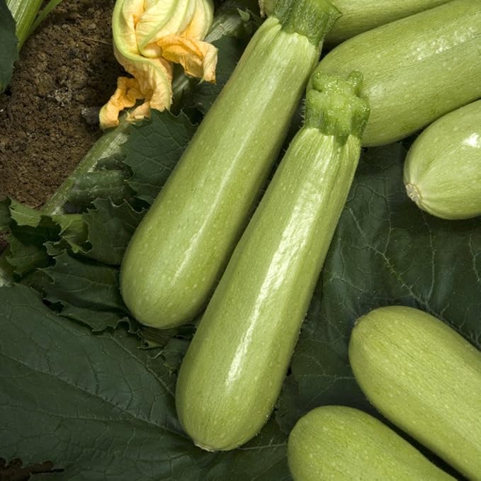 Seeds Squash Zucchini Aspirant 38 Days White Bush Vegetable for Planting Heirloom Non GMO