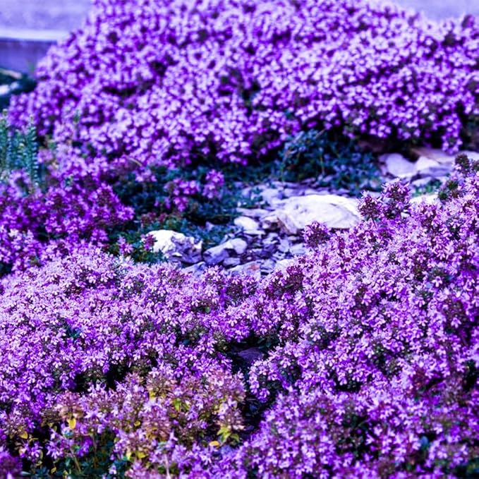 21000+ Magic Purple Creeping Thyme Seeds for Planting Ground Cover Plants Heirloom Flowers Perennial Thyme Non-GMO Thymus Serpyllum Seed