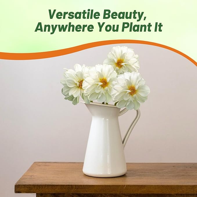 Outsidepride Opera White Dahlia Seeds for Planting - 400 Pcs Annual, Easy to Grow, Season-Long Flower Seeds with Colorful Blooms for Containers, Pots, Borders, & Gardens, Suitable as Cut Flower