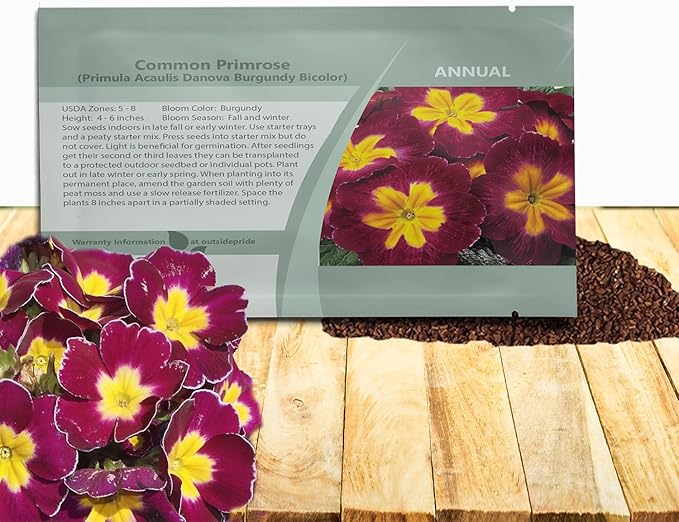 Outsidepride Danova Burgundy Bicolor Common Primrose Seeds - 50 Pcs Annual, Hardy, Easy to Grow & Low Maintenance Flower Seeds for Planting Vibrant Blooms, for Containers, Borders & Erosion Control