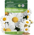 German Chamomile Seeds for Planting - 10,000+ Non-GMO Heirloom Seeds (Matricaria chamomilla), Homegrown Herbal Tea, Attracts Pollinators, Self-Seeding, USDA Zones 4-9, Medicinal Herb