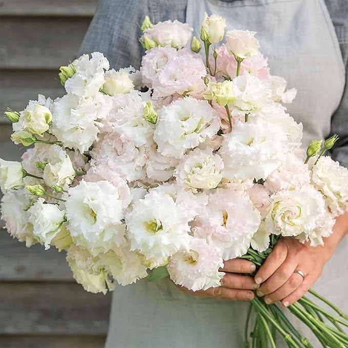 Park Seed Lisianthus Flowering Planting Seeds, Easy to Grow, Variety of Colors and Sizes, Spring Garden, Charisma White, Pack of 25