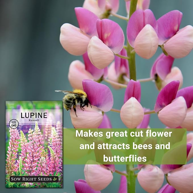 Sow Right Seeds - Russell Lupine Seeds for Planting - Non-GMO Heirloom Packet with Instructions to Plant in Your Garden - Perennial Flower to Attract Hummingbirds and Bees - Spiked Wildflower Mix (3)