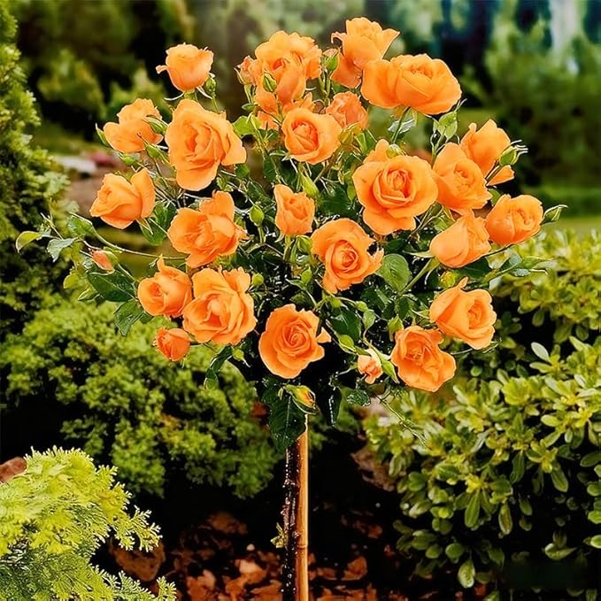 285+ Perennial Rose Tree Flower Seeds for Planting-Potted Sapling Seeds for Indoor and Outdoor Planting