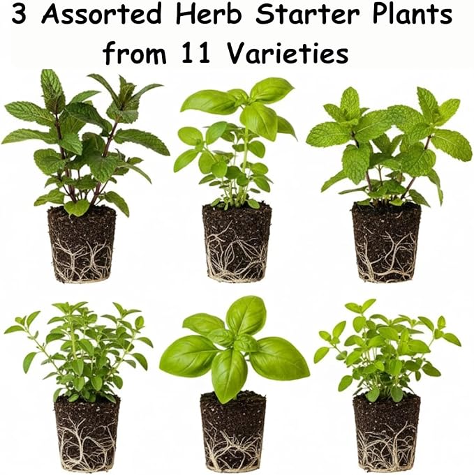 Set 3 Assorted Herb Plants, 3 to 6 Inch Tall Mixed Herb Starter Plants, Oregano, Rosemary, Lemon Balm, Lavender, Mint and Other Varieties, Without Pot, Fragrant Herbs Plant for Garden