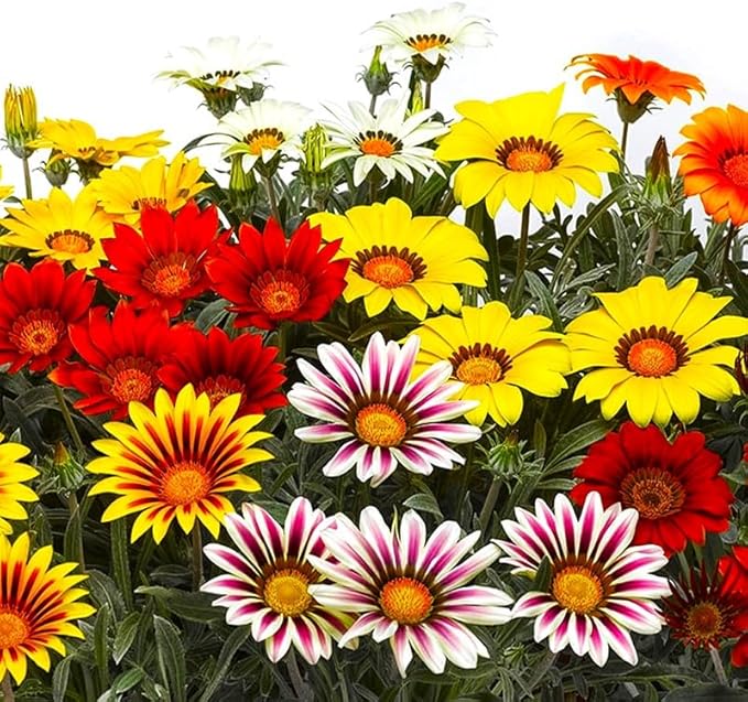Showy Multicolor Gazania Seed Mix 100+ Seeds for Planting Non-GMO