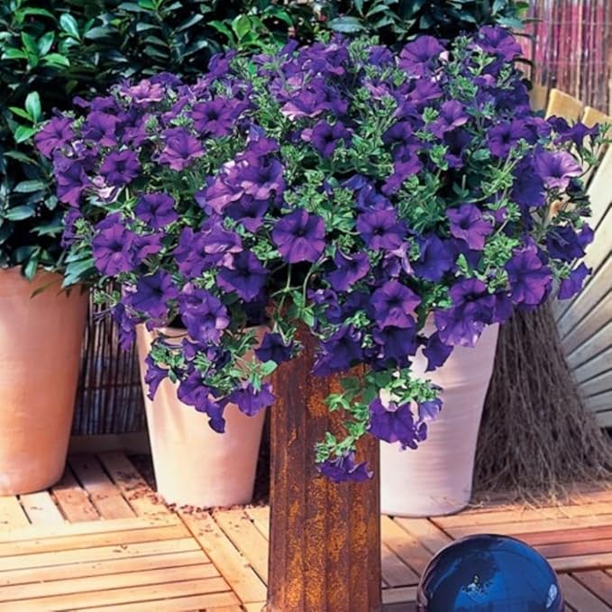 100 Violet Petunia Seeds Easy to Grow Hanging Basket Flower for Planting Garden Home Garden Balcony Purple Flowers Seeds