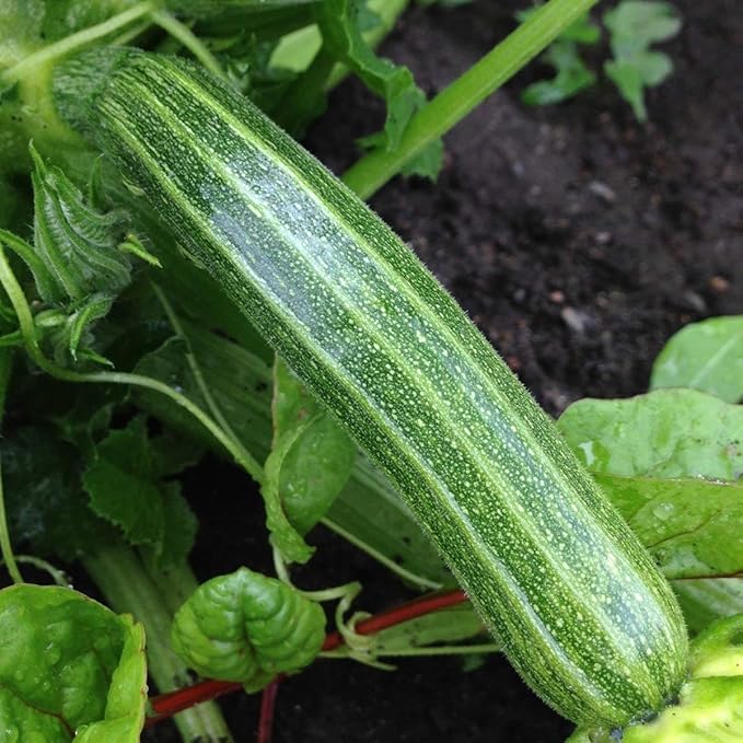 NIKA SEEDS - Seeds Vegetable Zucchini Tiger Striped Green - 30 Seeds