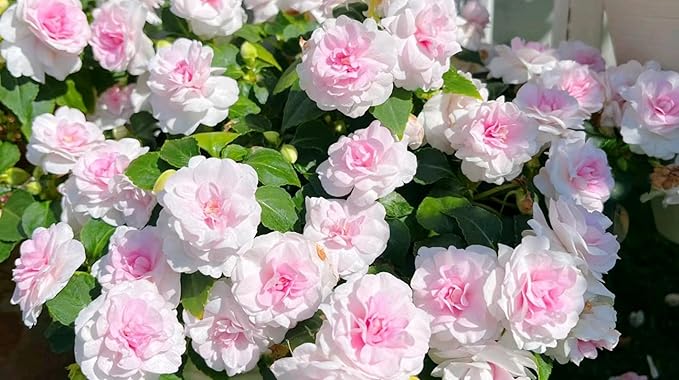 Mixed Impatiens Balsamina Balsam Seeds Camelia Impatiens Seeds Double Flower Garden Patio Container 100pcs