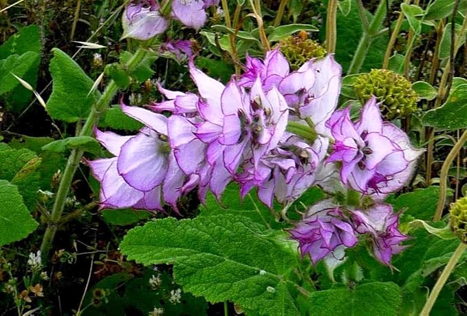 Seeds4planting - Seeds Clary Sage Medicinal Heirloom Herb Non GMO