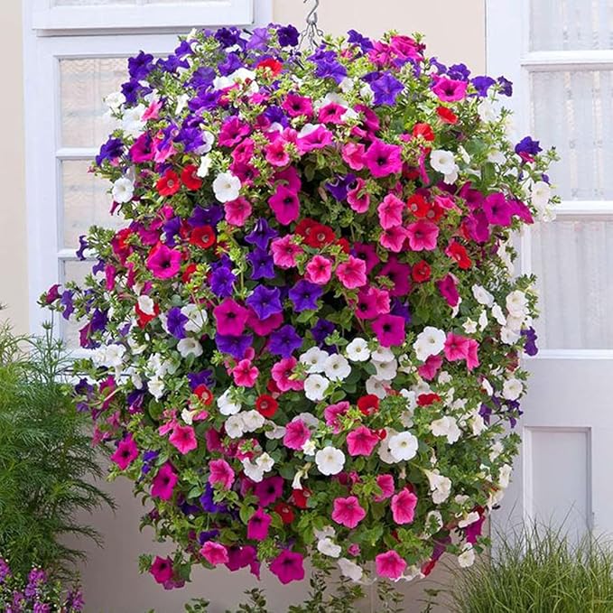 1000Pcs Petunia Flower Seeds Colourful Mix Flowers Seeds Easy to Grow Hanging Basket Flower for Planting & Growing Garden Home Garden Balcony