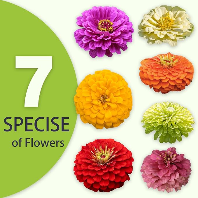 Zinnia Seeds Bulk 10,000+ | Outdoor Flower for Planting | Zinnia Seeds for 2026 | Mixed Colors & Large Blooms for Gardens| High Germination, Beginner-Friendly & Giftable Packaging