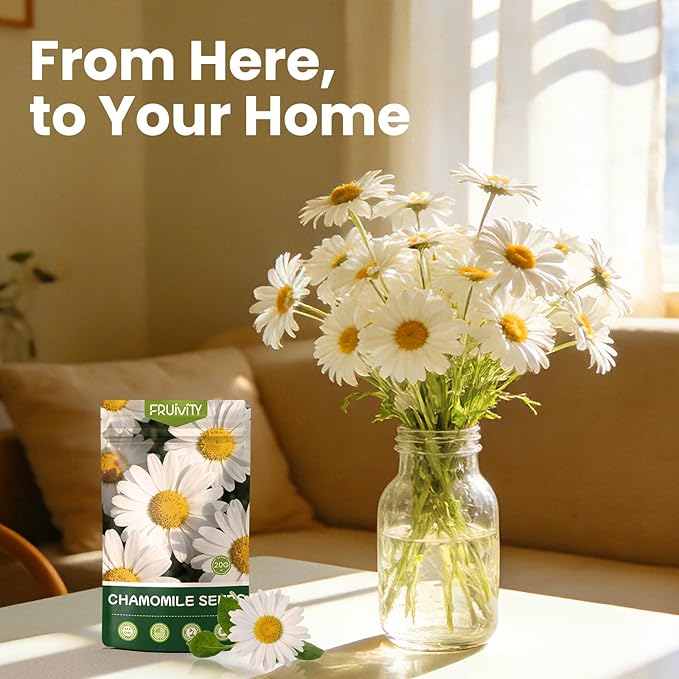 2300+ German Chamomile Seed Pack, Non GMO Heirloom Seeds for Planting, Herb Seed to Plant, Easy to Grow, High Germination, for Home Garden Indoor Outdoor