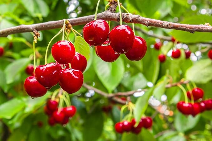 1200+ Mix Fruit Seeds Berry Seeds for Planting (9 Varieties) Heirloom Strawberry Raspberry Mulberry Apple Orange Blueberry Lemon Elderberry Cherry Seed for Home Garden
