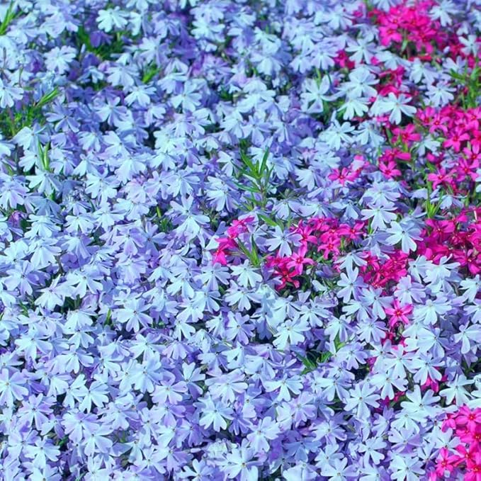 200+ Emerald Blue Creeping Phlox Seeds Flowers Garden Planting