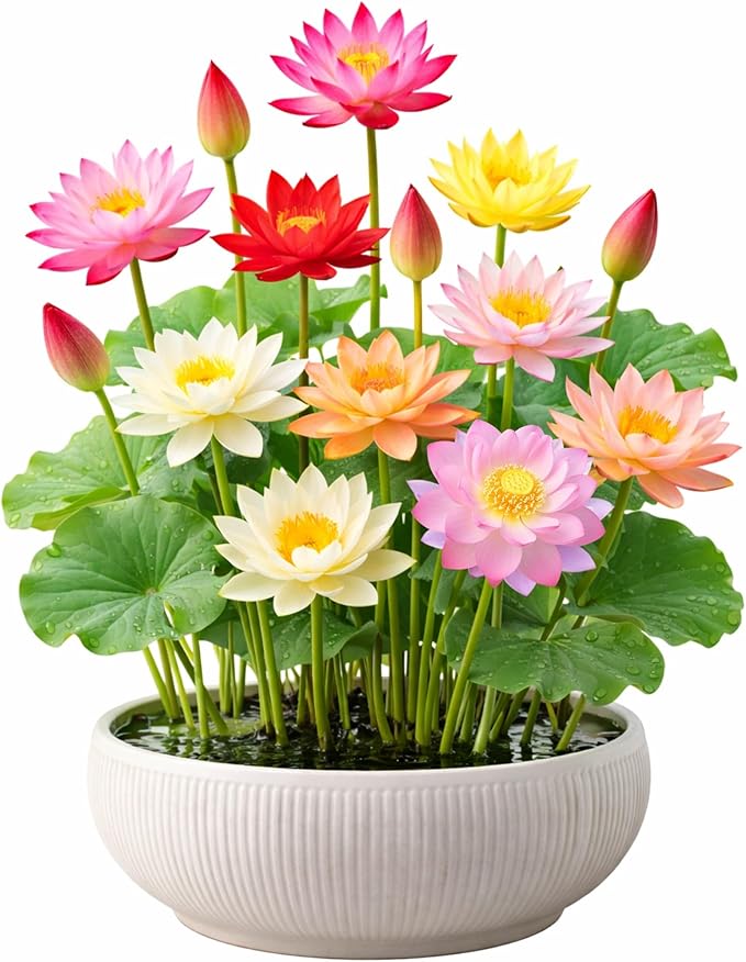 80Pcs Lotus Seeds for Planting – Bonsai Bowl Lotus Flower Seeds, Mixed Non-GMO Easy Grow Loto de Cuenco Semillas for Pond, Fish Tank & Home Garden
