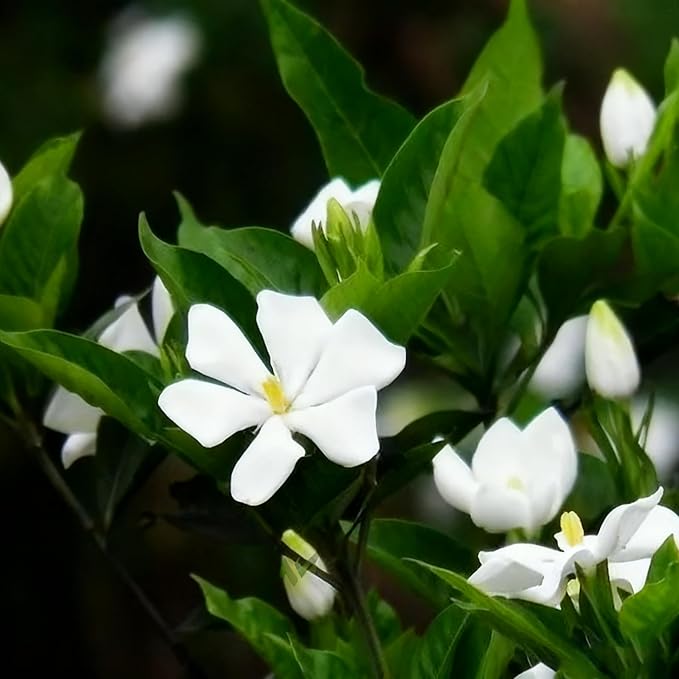 Gardenia Jasminoides Seed for Planting, 300+ Jasmine Climber Seeds, Perennial Plants, Non-GMO Heirloom Gardenia Jasminoides Seeds for Garden Home Outdoor