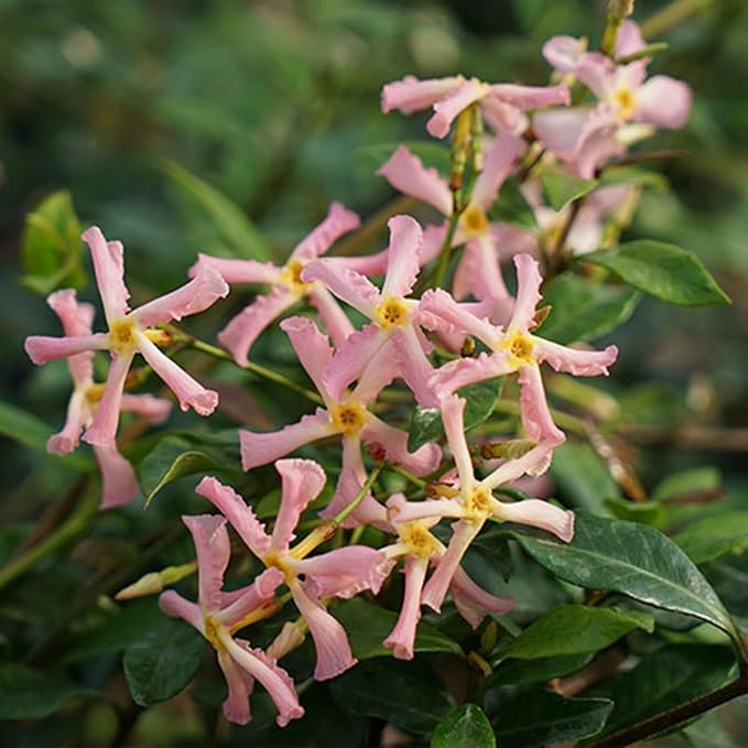 200+ Mixed Star Jasmine Flower Seeds for Planting Climbing Jasmine Fragrant Plant Seeds Non-GMO Garden Home Garden Balcony Climbing Flower