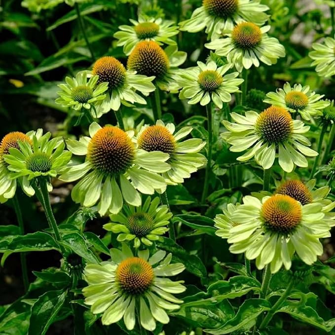 300+ Double Echinacea Seeds, Heirloom Coneflower Seeds, Non-GMO Perennial Flowers, Butterfly Garden Plants