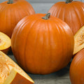 Young's Beauty Pumpkin Seeds - 1 Oz ~225 Seeds - Non-GMO, Heirloom - Vegetable Garden - Cucurbita Pepo