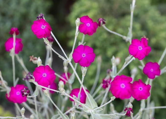 Rose Campion Mullein Pinks Lychnis coronaria Flower Premium Seed for Planting Packet