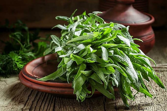 Seeds4planting - Seeds French Tarragon Herb for Planting
