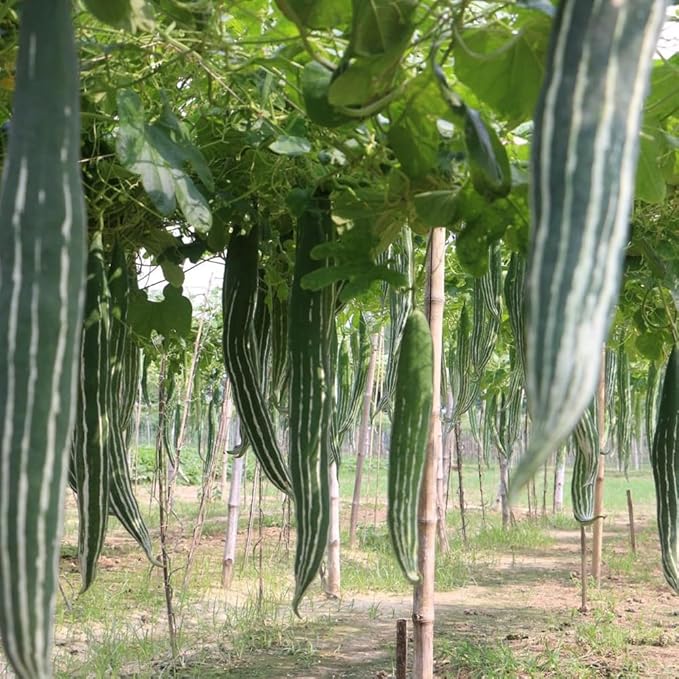 20+ Long Snake Gourd Seeds White Green for Planting,Serpent Gourd Seeds Exotic Non-GMO Heirloom,Tropical Vegetable Seed Climbing Fast Growing for Home Outdoor