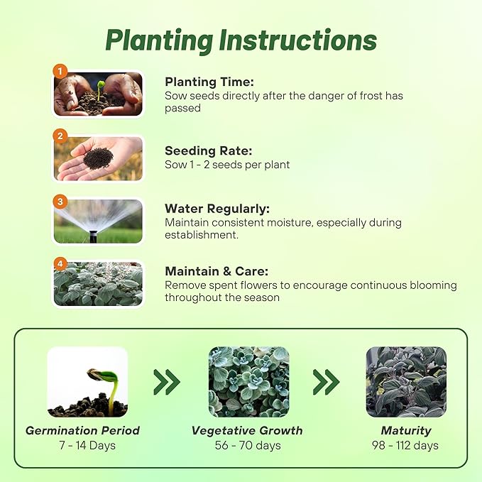 Outsidepride Silver Shield Plectranthus Seeds - 30 Pcs Perennial, Shade-Adapted, Heat-Friendly Plant Seeds for Outdoor Perennials, Attractive Silvery Foliage & Low Maintenance Garden Plants