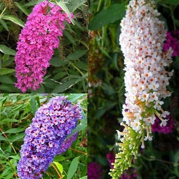 NIKA SEEDS - Seeds Flowers Butterfly Bush Mix Annual - 1000 Seeds