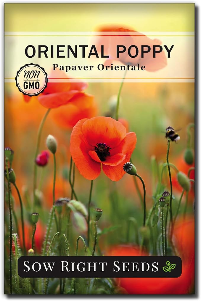 Sow Right Seeds - Oriental Poppy Seeds for Planting - Non-GMO Heirloom Seed Packet with Instructions to Grow a Beautiful Flower Garden - Papery Red Blooms for Outdoors - Self Sowing Perennial (1)