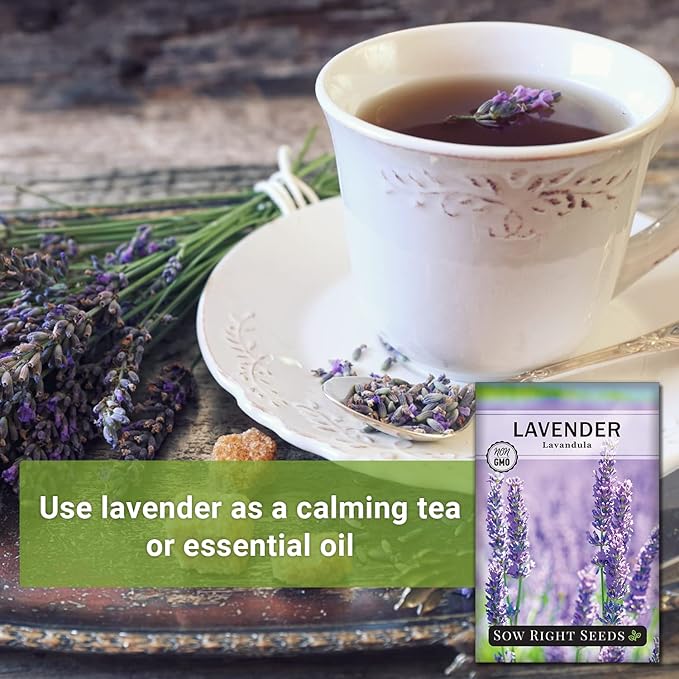 Sow Right Seeds - English Lavender Seeds for Planting - Non-GMO Heirloom Packet with Instructions to Grow Beautiful Indoor or Outdoor Herb Garden - Attract Pollinators - Perennial Purple Blooms (3)
