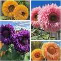 800pcs Teddy Bear Sunflower Seeds for Planting Giant Teddy Bear Sun Flower Seed Heirloom Attracts Pollinators