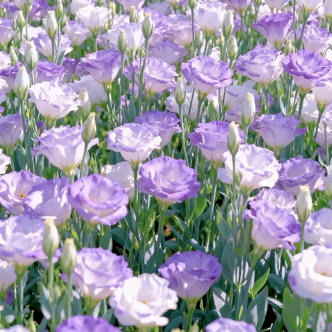 Lisianthus Flower Seeds for Planting, 200 Mix Color Annual Lisianthus Seeds, Non-GMO Thornless Lisianthus Flowers Seed for Home Garden Outdoor