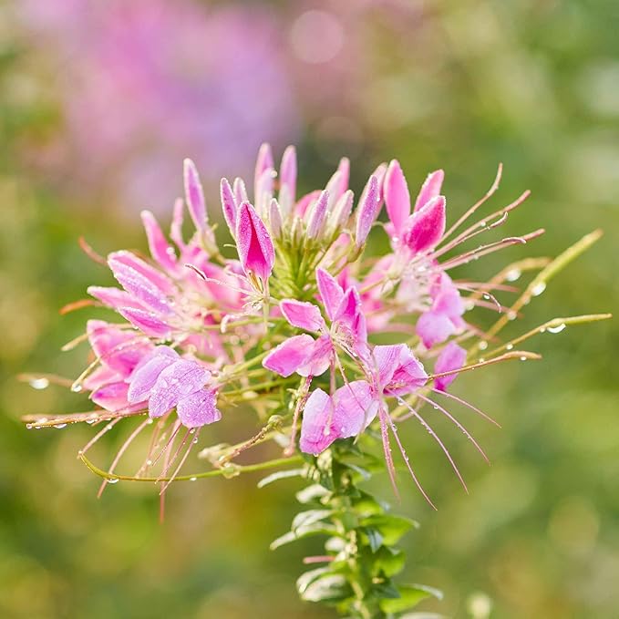 Eden Brothers Cleome Seeds - Cherry Queen