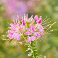 Eden Brothers Cleome Seeds - Cherry Queen