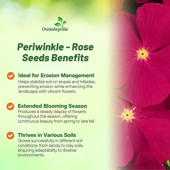 Outsidepride Rose Periwinkle Seeds for Planting – 2000 Pcs Annual, Fast-Blooming, Heat & Drought Tolerant Vinca Flower Seeds with Vibrant Colors Ideal for Gardens, Beds, Borders & Containers